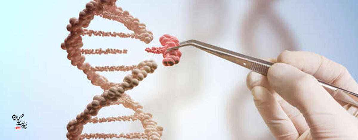 CRISPR میتواند به ترمیم ژنهای جهشیافته کمک کند؛ قابلیتی که این فناوری را به ابزاری امیدوارکننده برای درمان طیف گستردهای از بیماریها، از بیماریهای مادرزادی گرفته تا انواع سرطان، تبدیل کرده است.